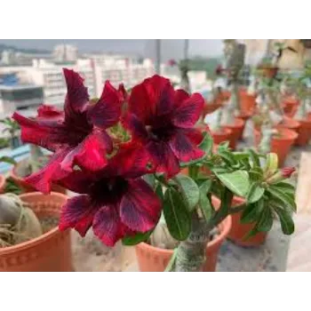 adenium plant (19)-144696-34558.webp